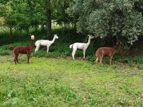 pas geschoren alpaca's